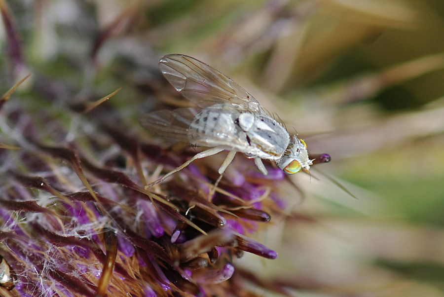 Mosca bianca in deposizione da id.